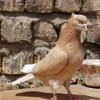 ماده ابلق زرد کاکلی وشازده زرد