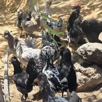 تخم مرغ گلین