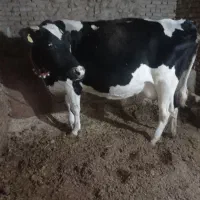 گاو