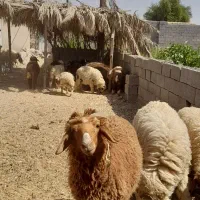 چند عدد بره نر و ماده سالم سرحال|حیوانات مزرعه|هندیجان, |دیوار