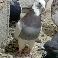 کفتر  طوقی اناری نر|پرنده|سیاخ دارنگون, |دیوار