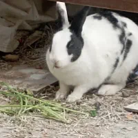 خرگوش باردار