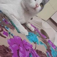 واگذاری گربه