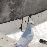 کبوتر ذاتدار
