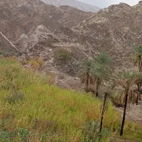 قناری باغی