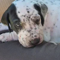 توله دالمیشن/نر و ماده|سگ|تهران, سعادت‌آباد|دیوار