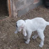 بزغاله|حیوانات مزرعه|آیسک, |دیوار