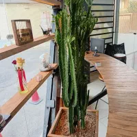 گلدان کاکتوس