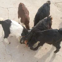 فروش4کهره نر ویک کهره ماده گله ای داشتی خوش خوراک|حیوانات مزرعه|بهبهان, |دیوار