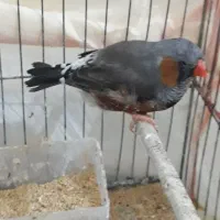 فنج جامبو وشارکول وانگلیسی