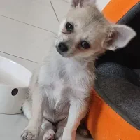 سگ شی هوا هوا ماده|سگ|کرج, اسدآباد|دیوار