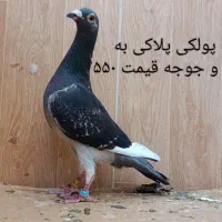 10تا کبوتر ابلغ ماده و سار سرور ماده