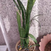 تعدادی گلدان زیبا فقط دانه ای ۶۰هزارتومان|گل و گیاه طبیعی|سمنان, |دیوار