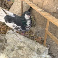 کبوتر شهری گلدار|پرنده|شیراز, کاراندیش|دیوار