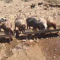 میش بره دار