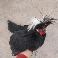 جوجه خروس لهستانی اصل|حیوانات مزرعه|فردوس (خراسان), |دیوار