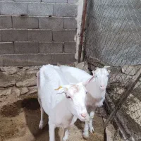 بز سانن|حیوانات مزرعه|همدان, |دیوار