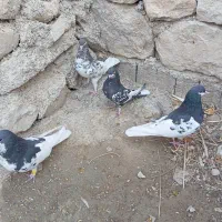 یال سیاه یال قهویی|پرنده|کازرون, |دیوار