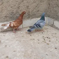 کبوتر گرفتنی