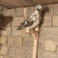 فروش تعدادی کفتر گرفتنی|پرنده|شیراز, کرونی(خاتونک)|دیوار