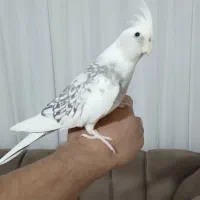 عروس هلندی نر سخنگو و دستی