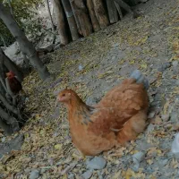 برهما مرغ وخروس مولد ونیمچه وجوجه های برهما|حیوانات مزرعه|نوشین شهر, |دیوار