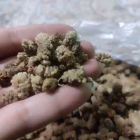 توت خشک امسال