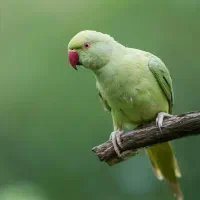 فروش یک عدد طوطی ملنگو ماده  با قفس ولوازم