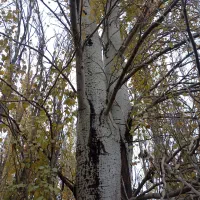 خرید چوب خشک|خدمات باغبانی و درختکاری|مراغه, |دیوار