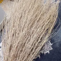 تخم جاروبرای کشت وبرداشت