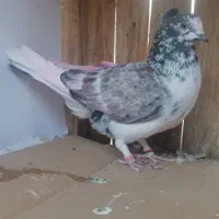 کفتر پرشی. بوربوری. پیس خال سرور. کلدار|پرنده|قم, علی آباد سعدگان|دیوار