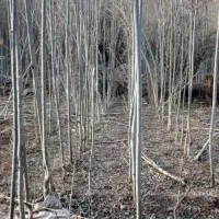 نهال ریشه ای صنوبر پول ساز ترین درخت