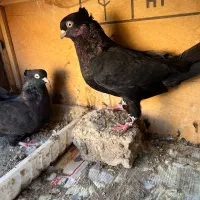 کفتر زاغ ابادانی|پرنده|کرج, حصارک پایین|دیوار