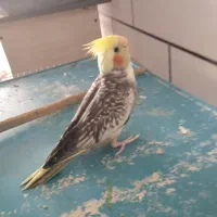 ۲عدد عروس هلند