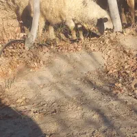 بره  برای داشتی