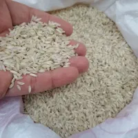 برنج ایرانی عنبربو قیمت ویژه(ارسال رایگان)