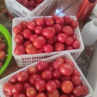 رب گوجه|خوردنی و آشامیدنی|کرج, شهرک اوج|دیوار