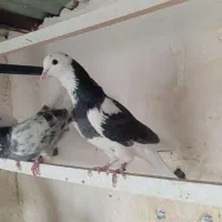 کبوتر،کفتر،