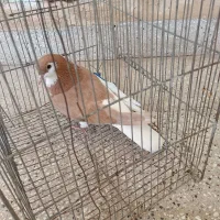 کبوتر چپ