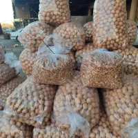 گردو خارجی 63 درصد مغز عمده|خوردنی و آشامیدنی|کوهدشت, |دیوار