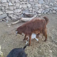 بزمحلی دورگه شیرا جوان با کره|حیوانات مزرعه|کرمان, |دیوار