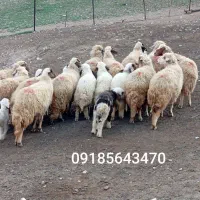 یازده راس میش