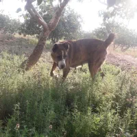 ماده دهن پاک