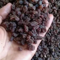 کشمش|خوردنی و آشامیدنی|بهارستان, |دیوار