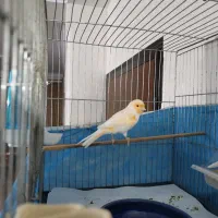 قناری نر ریزه بخون|پرنده|تهران, هفده شهریور|دیوار