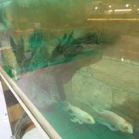 آکواریوم همراه ماهی باتمام لوازم و پایه متحرک|ماهی|گلبهار, شهر جدید گلبهار|دیوار