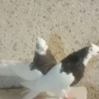 جفت جوجه طوقی|پرنده|قشم, |دیوار