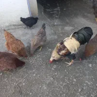 خروس محلی چهل تاج ریش دار