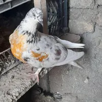 فروش ‌کبوتر ‌دونه‌ای‌۲۰۰|پرنده|میانه, |دیوار