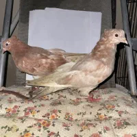 یک جفت زرد، یک جفت زاغ، پشت سرور